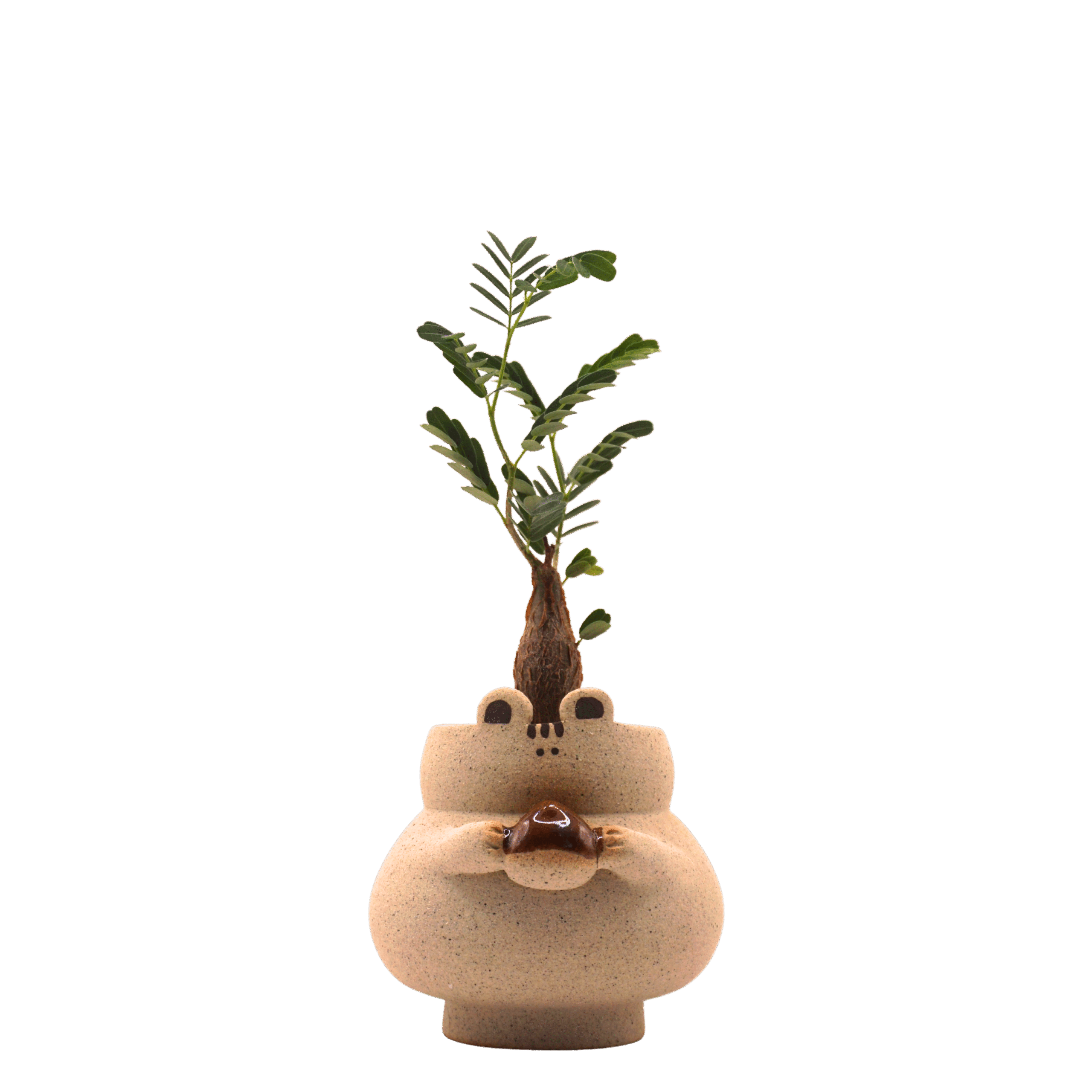 Stephania Erecta in Brown Bowl - XS
