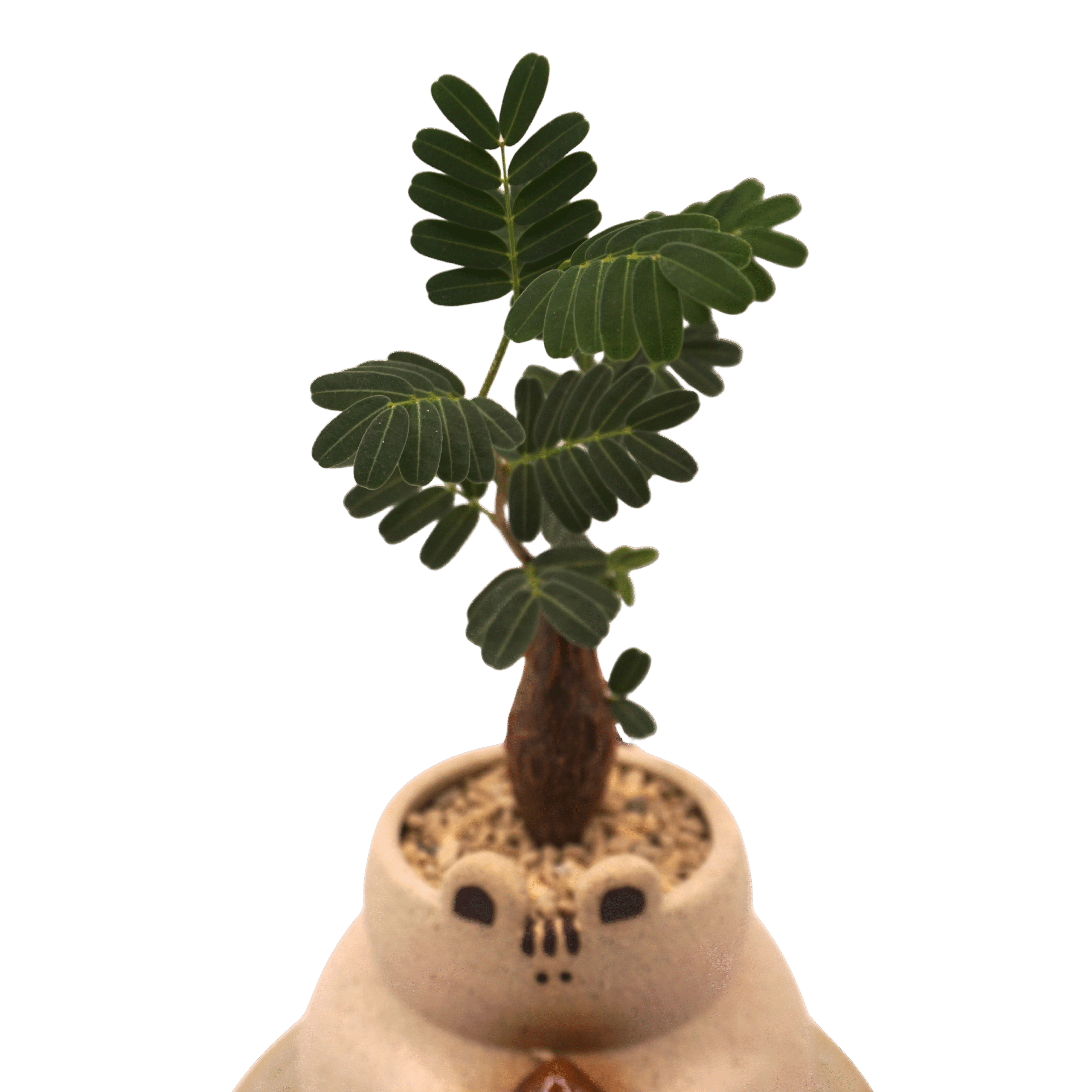 Stephania Erecta in Brown Bowl - XS
